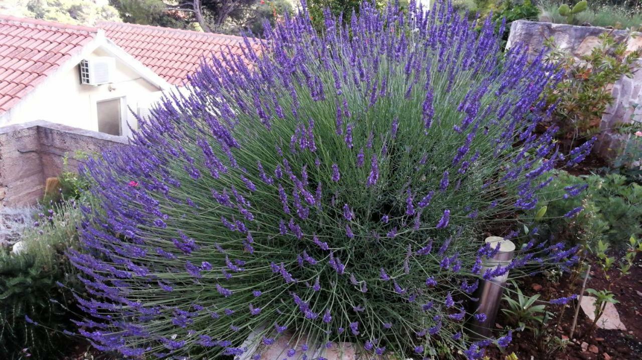 Appartementhaus Elena Jelsa  Εξωτερικό φωτογραφία
