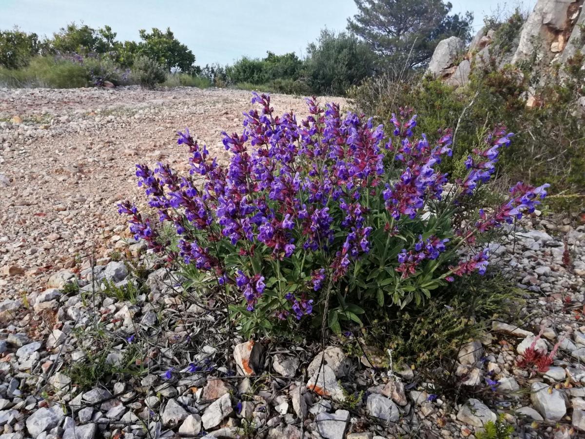 Appartementhaus Elena Jelsa  Εξωτερικό φωτογραφία